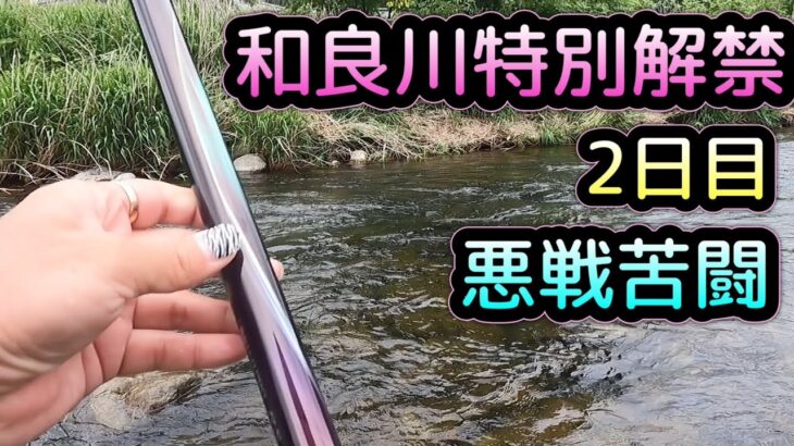 和良川特別解禁2日目