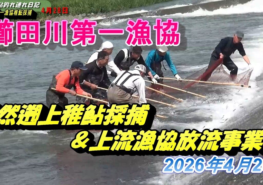 2026 04 28櫛田川稚鮎採捕＆上流漁協放流事業