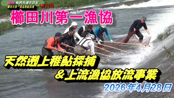 2026 04 28櫛田川稚鮎採捕＆上流漁協放流事業