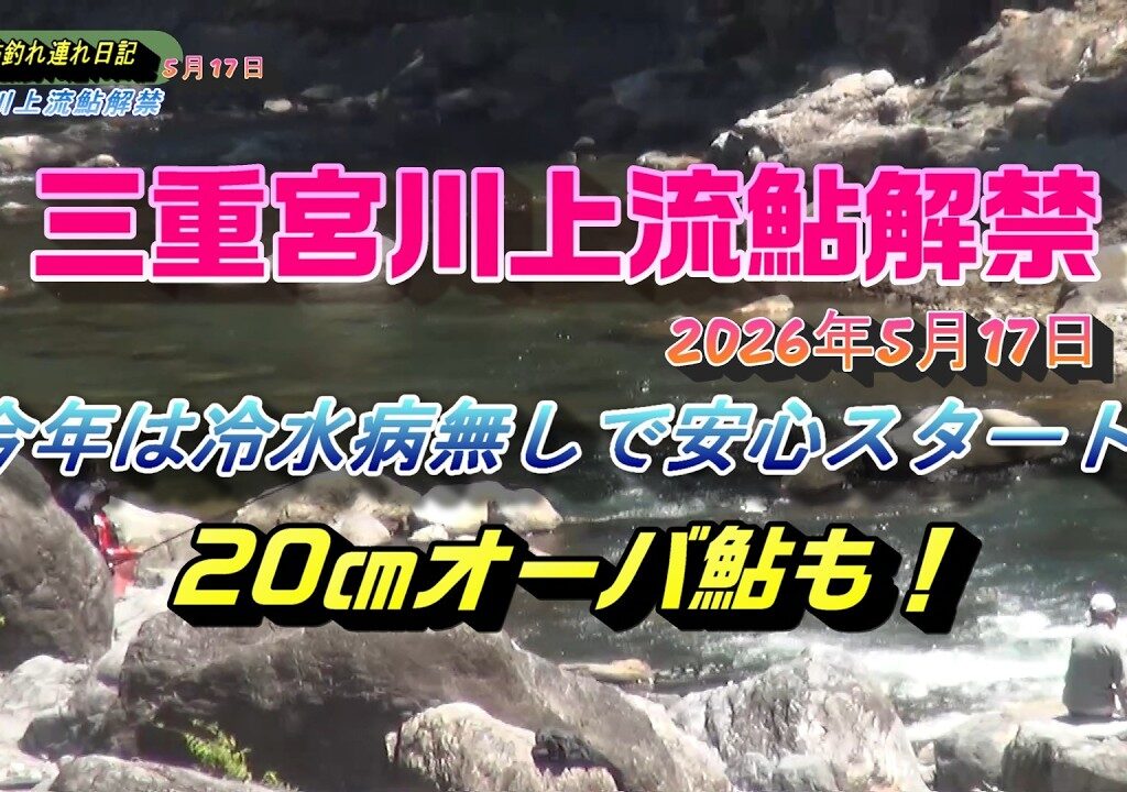 2026 05 17宮川上流鮎解禁 冷水病被害も無く20㎝超えの鮎が朝一からHIT！