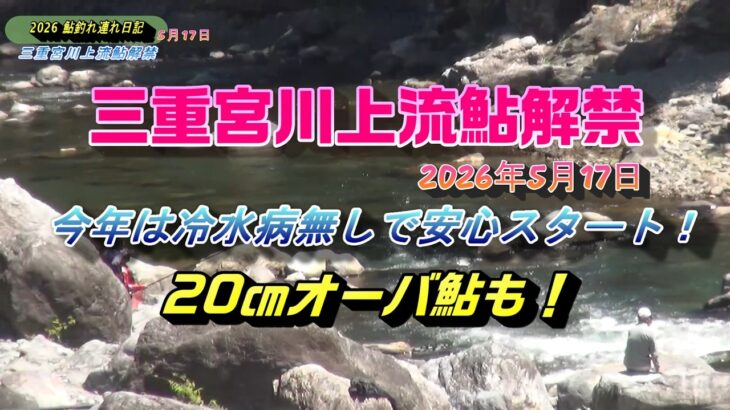 2026 05 17宮川上流鮎解禁 冷水病被害も無く20㎝超えの鮎が朝一からHIT！