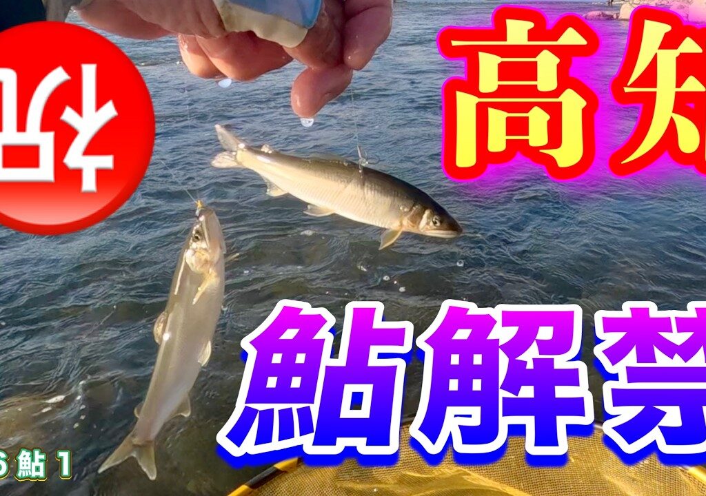 2026 鮎 1　【祝　高知鮎解禁】