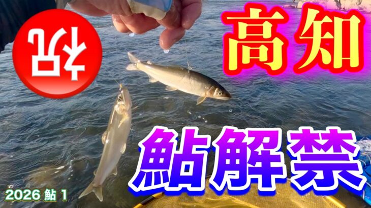 2026 鮎 1　【祝　高知鮎解禁】