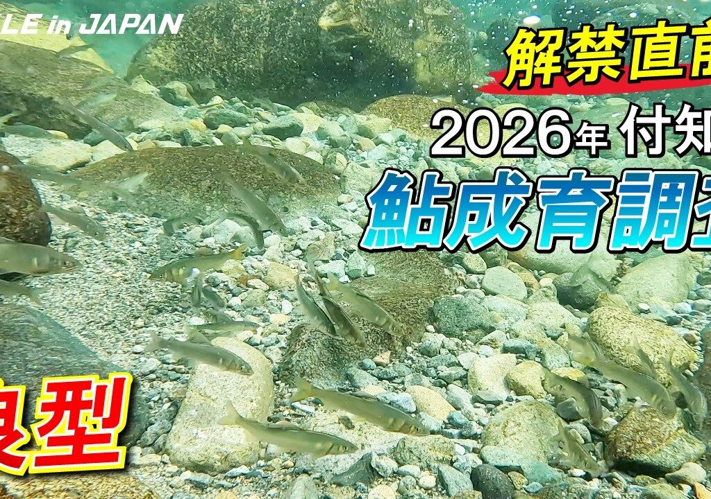 【鮎友釣り】解禁直前！2026年付知川鮎成育調査