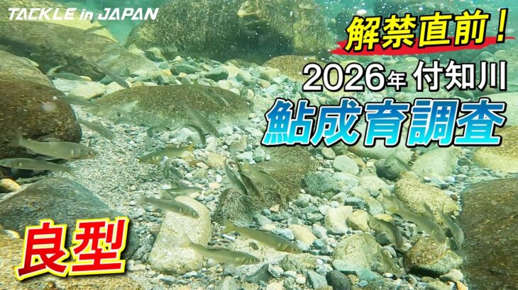 【鮎友釣り】解禁直前！2026年付知川鮎成育調査