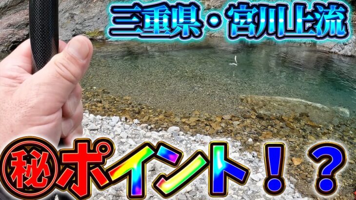 【2026.鮎釣り】こんな支流で綺麗な良型鮎連発で目印ぶっ飛び大興奮！！