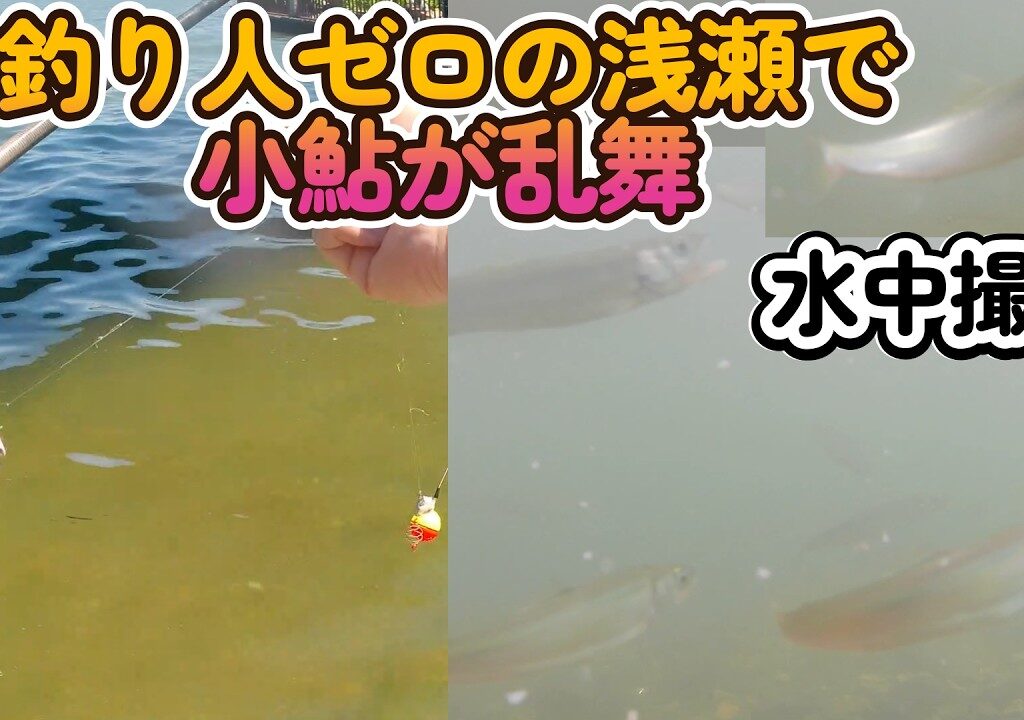 釣り人ゼロの浅瀬で小鮎が乱舞。支流の河口で実験。水中撮影も実施。【小鮎釣り2026】