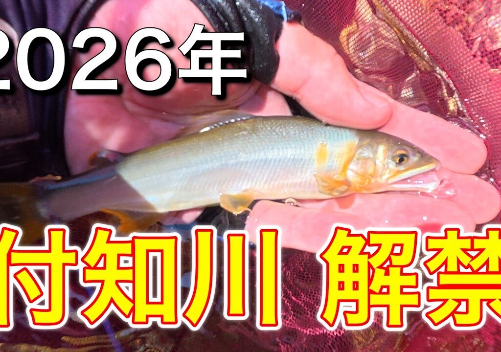【鮎釣り】2026年付知川解禁に行ってみた！