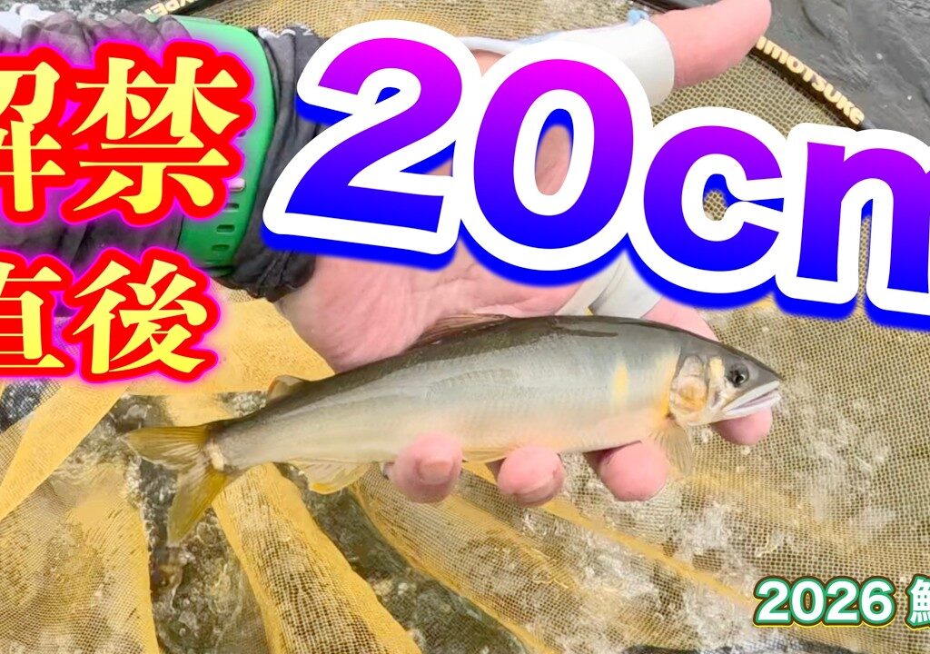 2026 鮎 2　【解禁直後から２０cm】