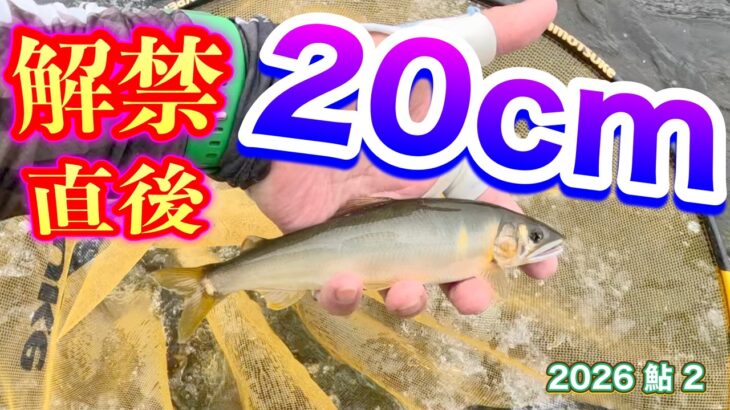 2026 鮎 2　【解禁直後から２０cm】
