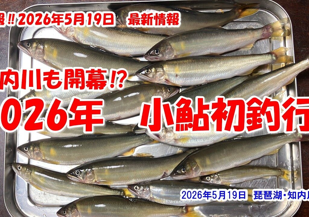 【知内川も開幕⁉　2026年　小鮎初釣行】琵琶湖・知内川　速報‼2026年5月19日最新情報