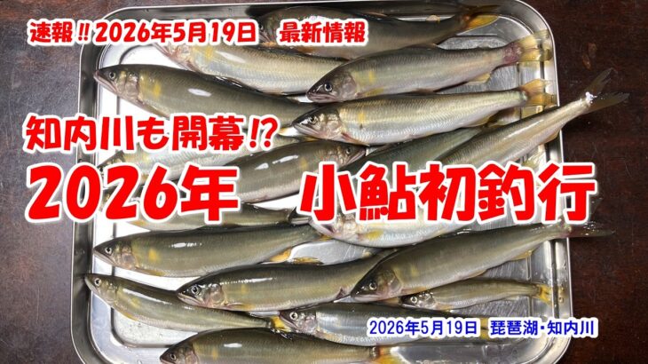 【知内川も開幕⁉　2026年　小鮎初釣行】琵琶湖・知内川　速報‼2026年5月19日最新情報