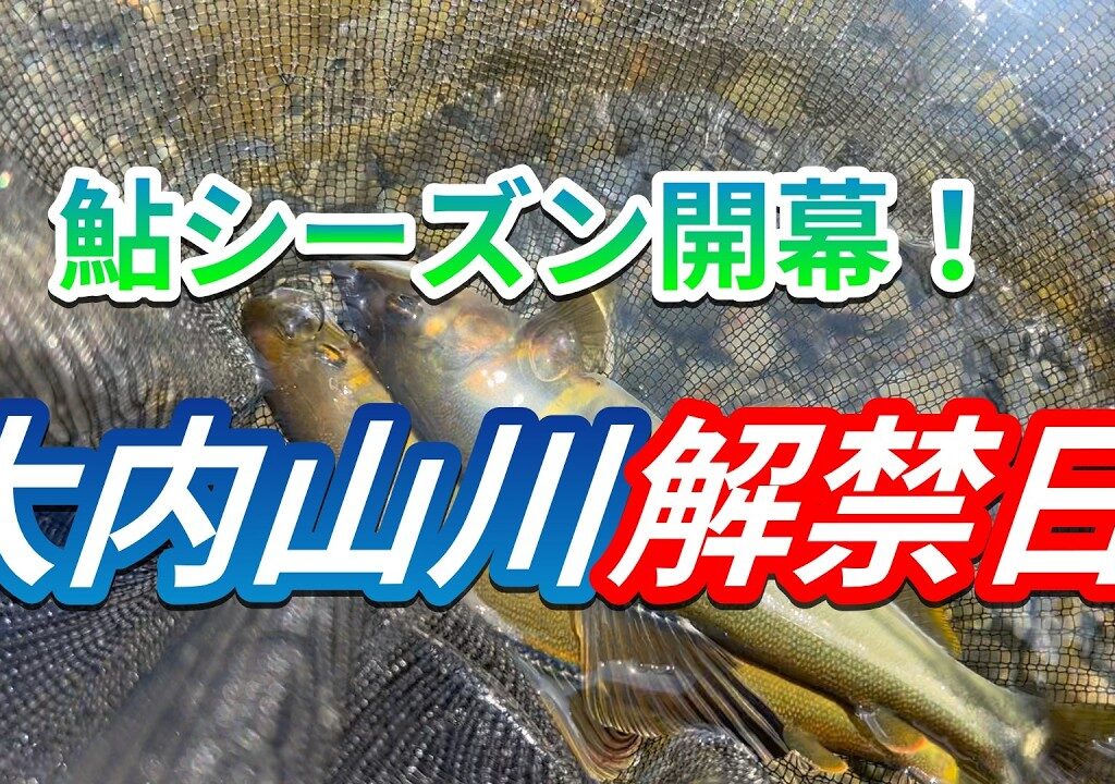 【大内山川の鮎釣り】2026年開幕戦！いよいよ解禁日！めちゃくちゃ釣れました。＃鮎釣り＃大内山川＃解禁日