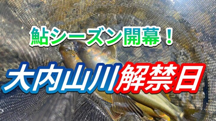 【大内山川の鮎釣り】2026年開幕戦！いよいよ解禁日！めちゃくちゃ釣れました。＃鮎釣り＃大内山川＃解禁日