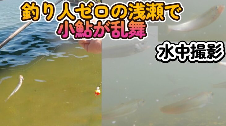 釣り人ゼロの浅瀬で小鮎が乱舞。支流の河口で実験。水中撮影も実施。【小鮎釣り2026】