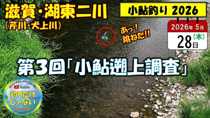 20260528・第３回小鮎遡上調査