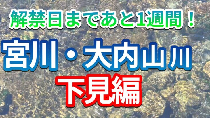 【2026年鮎釣り】解禁まであと1週間！宮川と大内山川の状況は？＃鮎釣り＃大内山川＃宮川＃三重県