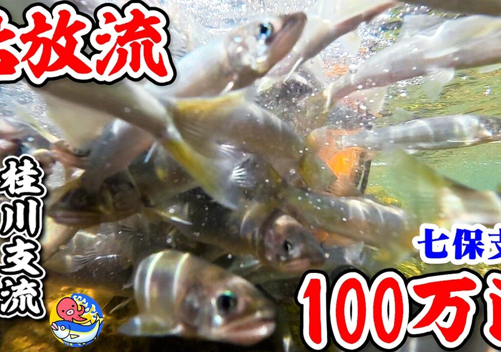 2026桂川支流”葛野川”【鮎100万匹放流】山梨桂川漁協七保支部