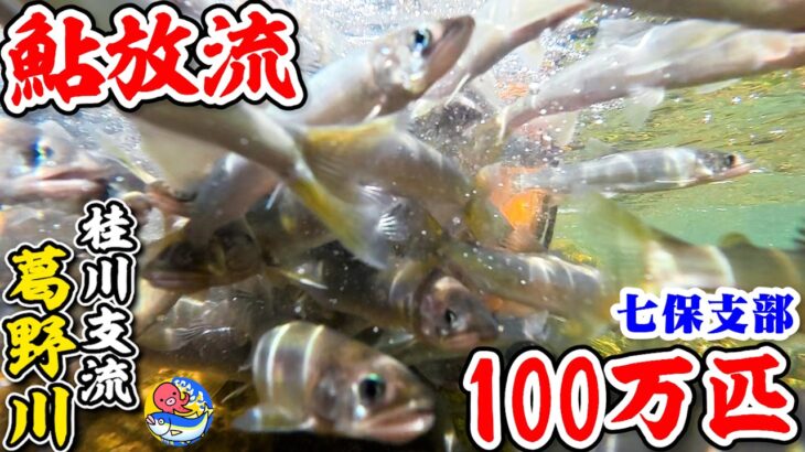 2026桂川支流”葛野川”【鮎100万匹放流】山梨桂川漁協七保支部