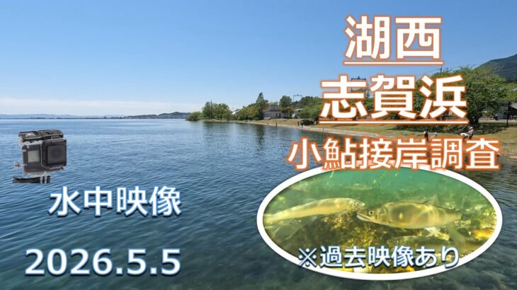 【小鮎釣り2026】湖西・志賀浜の小鮎はまだ早い？水中映像で探る接岸状況。2022年・2024年の同ポイント映像と比較検証