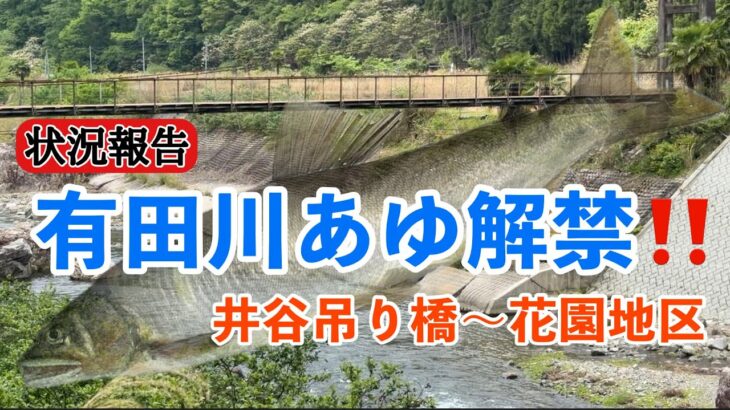 2026有田川あゆ解禁3日目の状況報告！
