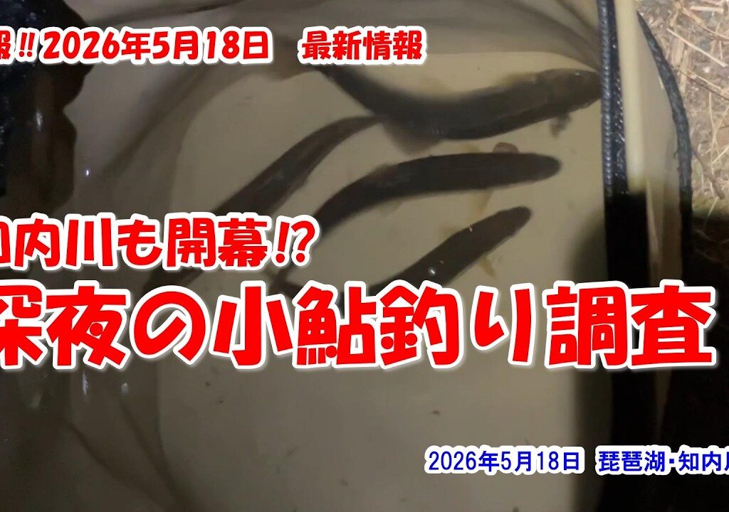 【知内川も開幕⁉　深夜の小鮎釣り調査】琵琶湖・知内川　速報‼2026年5月18日最新情報