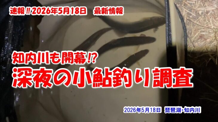 【知内川も開幕⁉　深夜の小鮎釣り調査】琵琶湖・知内川　速報‼2026年5月18日最新情報