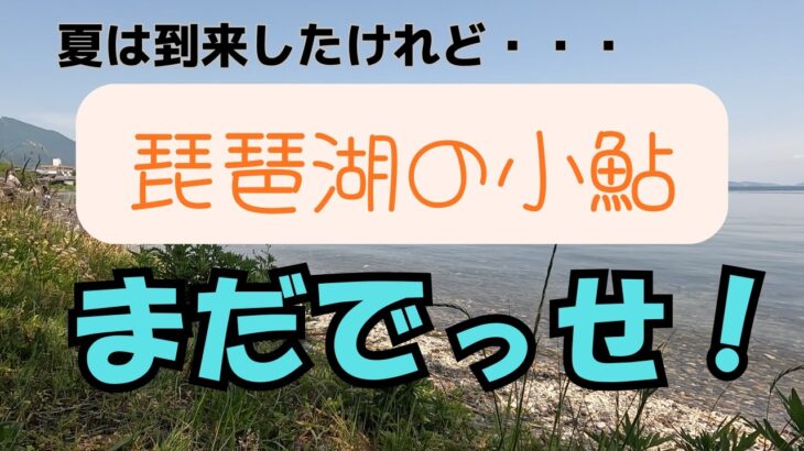 〈小鮎釣り・2026年5月19日〉琵琶湖西の志賀浜　まだ早いのか…。あまり釣れてません【須見千次郎の釣魚大全】
