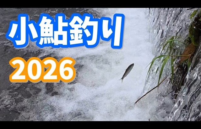 【2026/5/8】今年の小鮎釣りが始まった！びわ湖の北の川へ行って参りました。