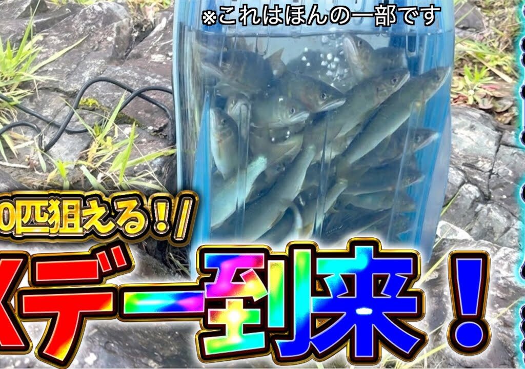 【2026・鮎釣り】三重県・宮川上流、ついにXデー到来！！出し掛かりの入れ掛かり！！