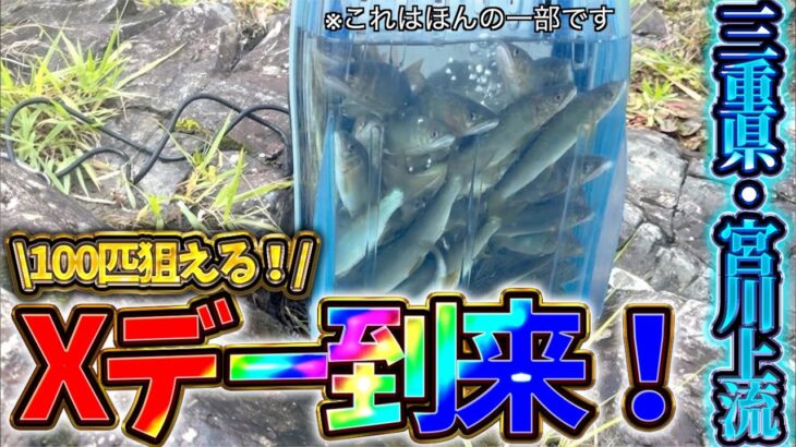 【2026・鮎釣り】三重県・宮川上流、ついにXデー到来！！出し掛かりの入れ掛かり！！