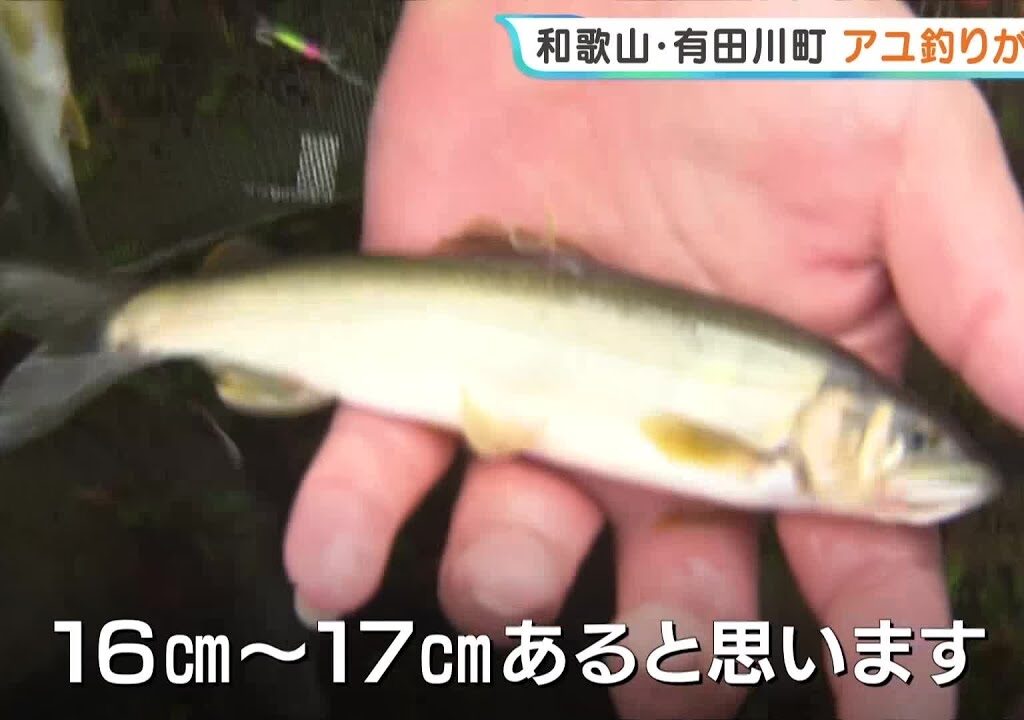 和歌山・有田川町で「アユ釣り解禁」　今年は稚鮎約2500kgを放流　釣り人待望、雨のなか「初がかり」（2026年5月1日）