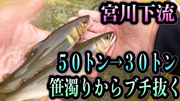 宮川下流５０トンから30トン笹濁り