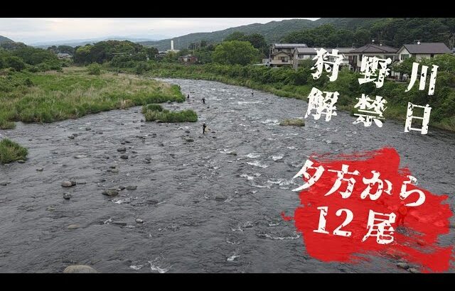 狩野川解禁日　夕方3時間12尾