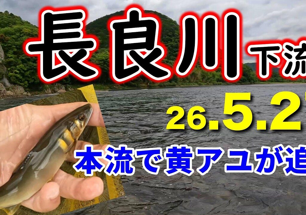 【4時間で30匹】5月に長良川の本流で友釣りを楽しめる！？解禁済みの長良川下流の実釣調査【2026鮎釣り】