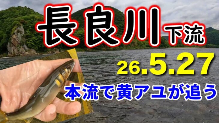 【4時間で30匹】5月に長良川の本流で友釣りを楽しめる！？解禁済みの長良川下流の実釣調査【2026鮎釣り】