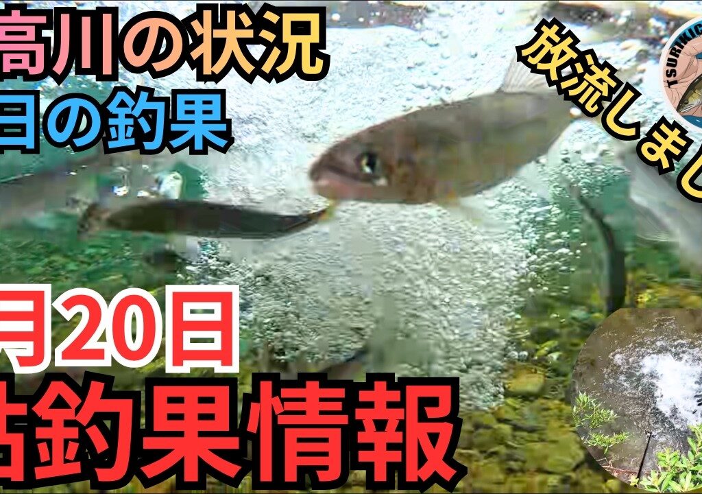【放流映像あり】林誠二氏に突撃リポート！日高川の最新鮎釣果情報 5/20