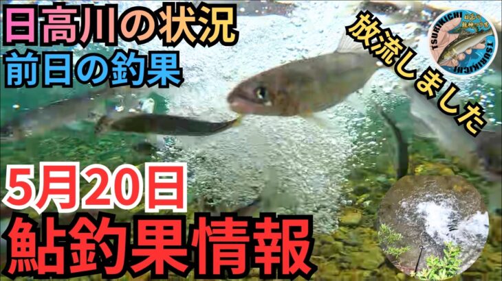 【放流映像あり】林誠二氏に突撃リポート！日高川の最新鮎釣果情報 5/20