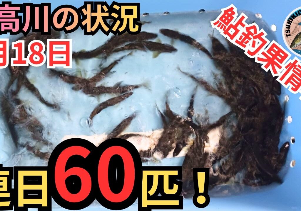 【鮎釣果情報】釣果60匹超え！つり吉おやじの釣り場の攻略アドバイス！