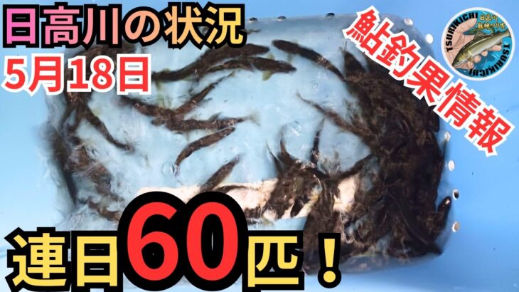 【鮎釣果情報】釣果60匹超え！つり吉おやじの釣り場の攻略アドバイス！