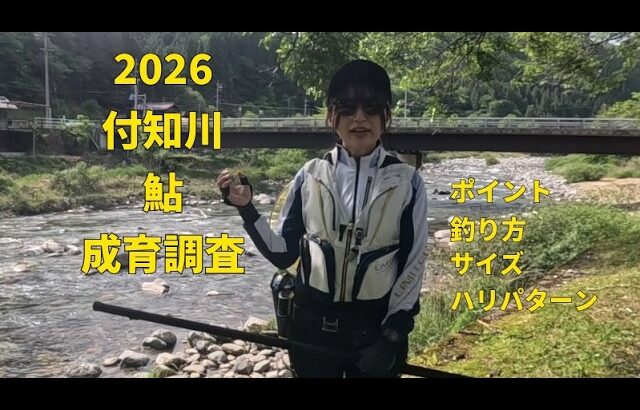 #98 【2026 付知川鮎成育調査】５月１２日の付知川鮎解禁前の成育調査！黄色い鮎はこんなところで釣れる⁈【島　啓悟☆鮎　入れ追い】