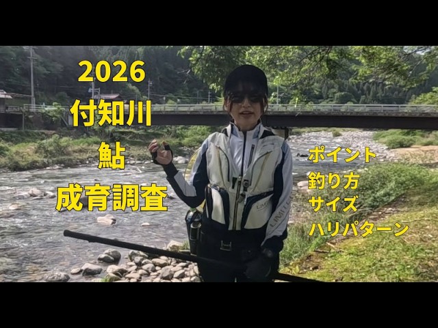 #98 【2026 付知川鮎成育調査】５月１２日の付知川鮎解禁前の成育調査！黄色い鮎はこんなところで釣れる⁈【島　啓悟☆鮎　入れ追い】