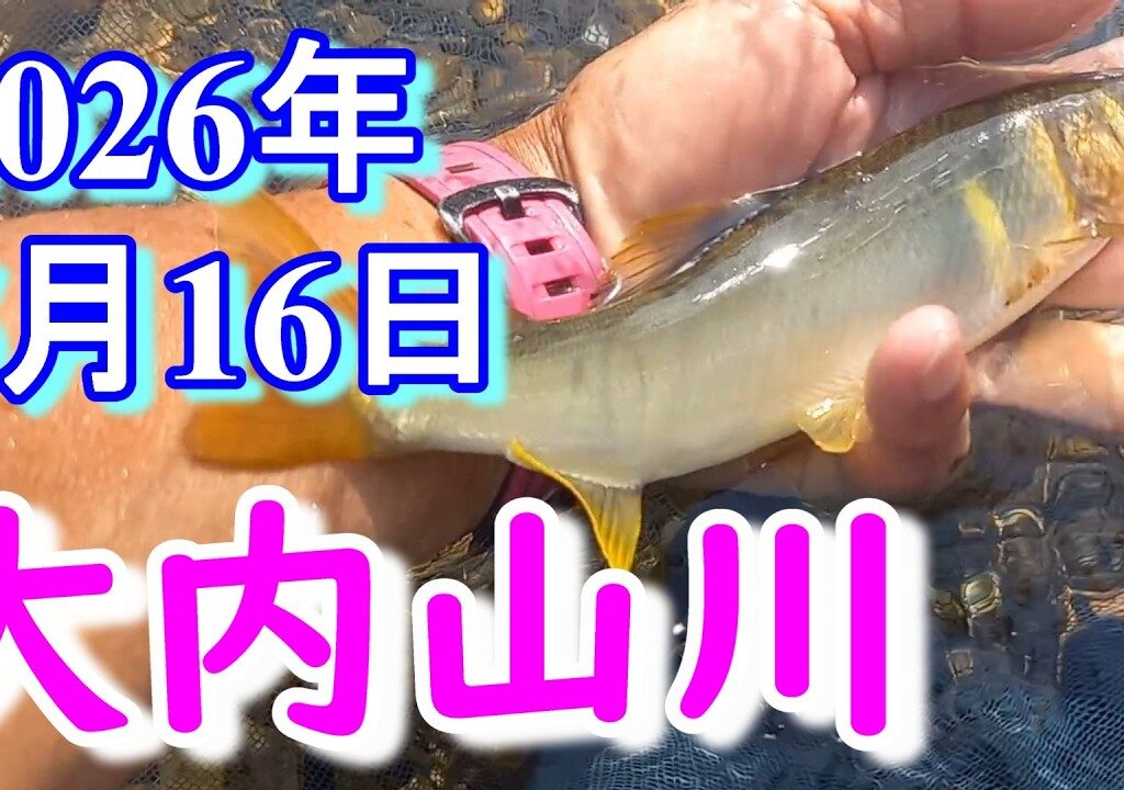 鮎釣り 背がかりDNA鮎を釣る 10㎝渇水 紀勢大橋上 石ぶり 大内山川 2026年