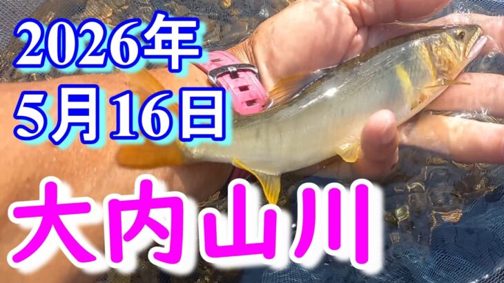 鮎釣り 背がかりDNA鮎を釣る 10㎝渇水 紀勢大橋上 石ぶり 大内山川 2026年