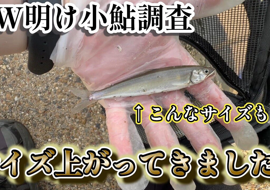 【小鮎釣り】GW明けの小鮎サイズアップしております！　in琵琶湖南湖