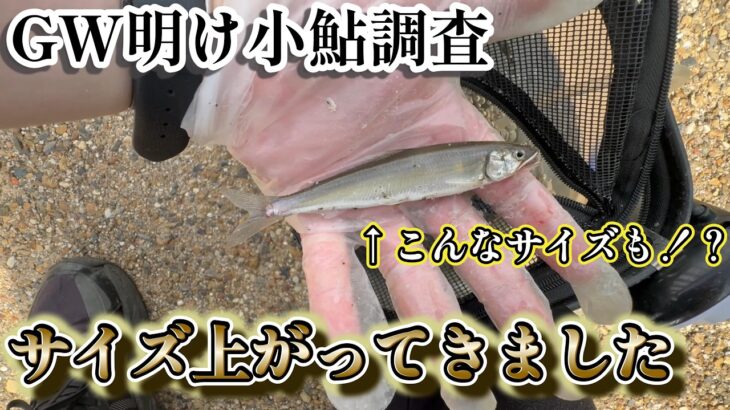 【小鮎釣り】GW明けの小鮎サイズアップしております！　in琵琶湖南湖
