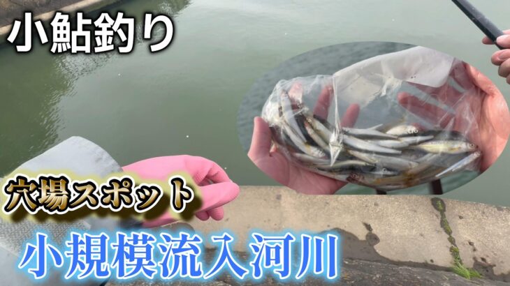 【小鮎釣り】小鮎釣りの穴場スポットを紹介！in琵琶湖南湖　におの浜流入河川