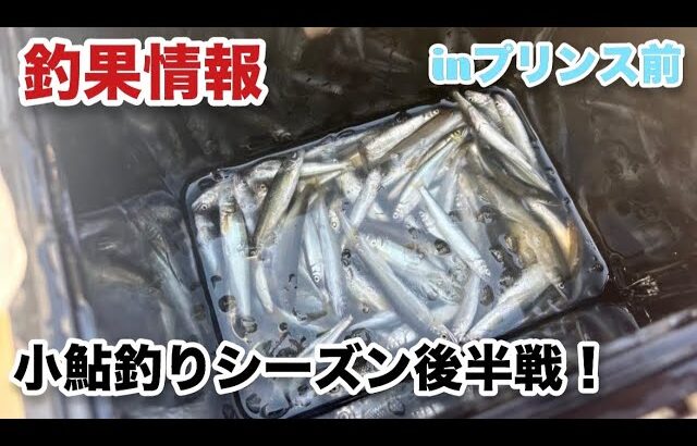 【小鮎釣り】シーズン後半戦の小鮎釣り釣果情報！inプリンス前