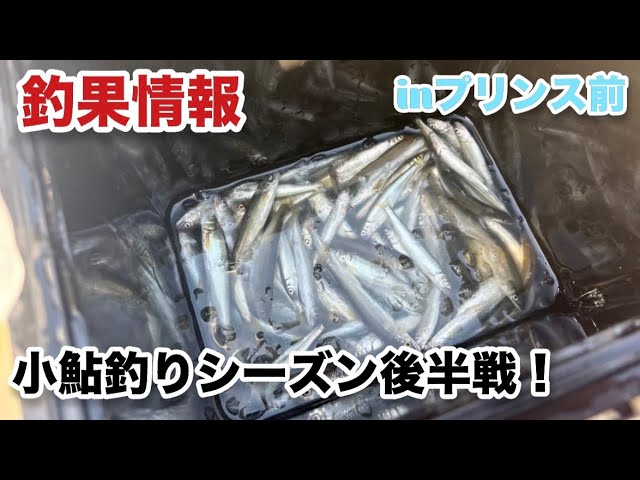 【小鮎釣り】シーズン後半戦の小鮎釣り釣果情報！inプリンス前