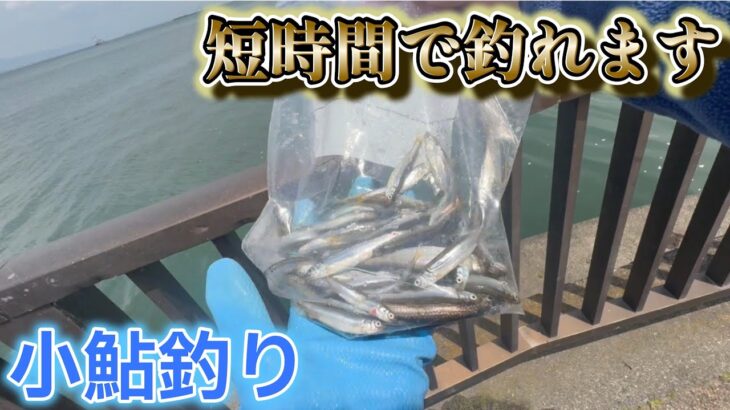 【小鮎釣り】短時間釣行で小鮎釣れています‼️in琵琶湖南湖におの浜